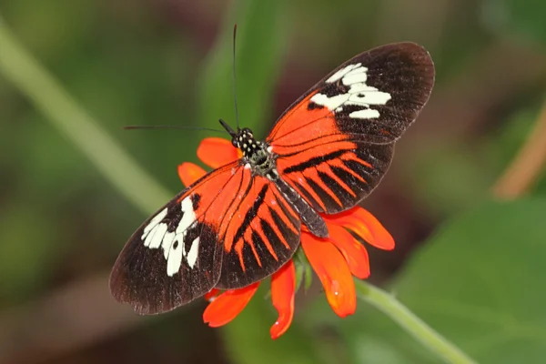 Геликоний Бабочка — стоковое фото