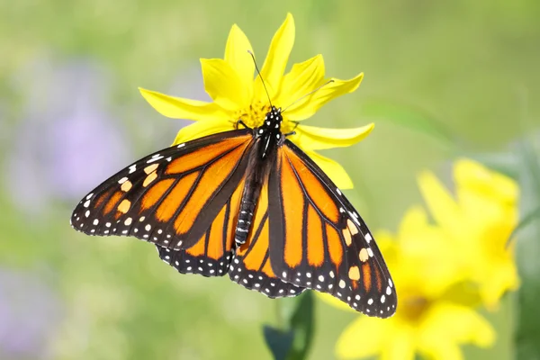 Monarch Butterfly (waga Danaid) na lasy słoneczniki — Zdjęcie stockowe