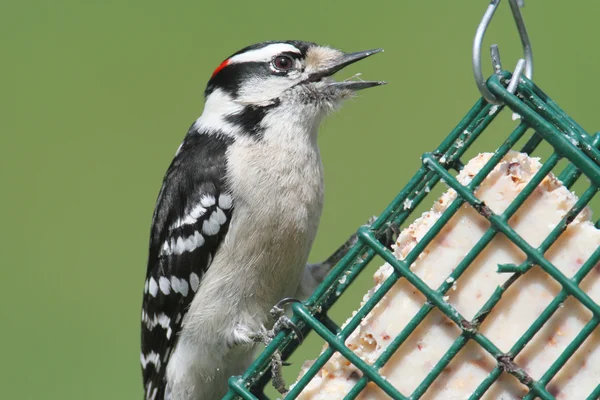 Downy Woodpecker (Picoides pubescens) — Stock Photo, Image