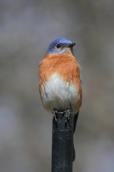 Mannelijke Oost bluebird — Stockfoto