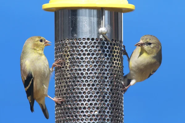 Amerikanischer Stieglitz (carduelis tristis)) — Stockfoto