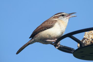 Carolina wren Besleyici üzerinde