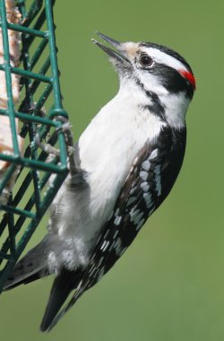 Tüylü ağaçkakan (Picoides pubescens)