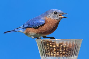 Male Eastern Bluebird clipart