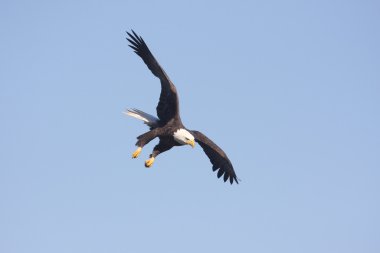 Yetişkin Kel Kartal (Haliaeetus leucocephalus)