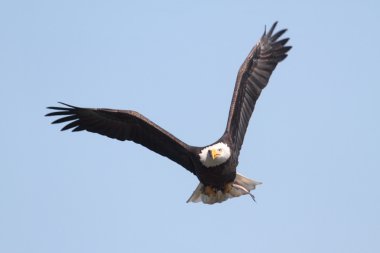 Adult Bald Eagle (haliaeetus leucocephalus) clipart