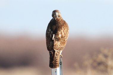 Red-tailed Hawk clipart