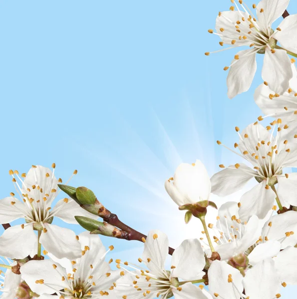 Körsbär blommar mot en himmel. — Stockfoto