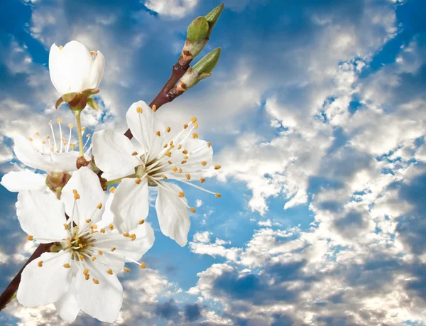 Wiśniowe kwiaty na tle pochmurnego nieba. — Zdjęcie stockowe