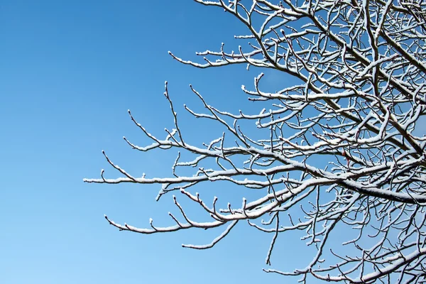 Gałąź drzewa w śniegu — Zdjęcie stockowe