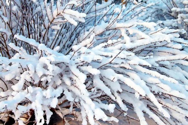 雪の中のブッシュ — ストック写真