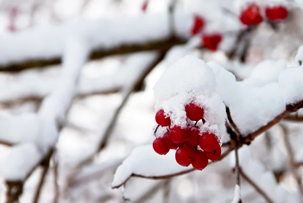 Red berries of Viburnum in the snow on a branch — Stock Photo, Image