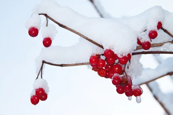 Röda bär av viburnum i snön på en gren — Stockfoto