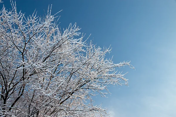 雪の中で木の枝 — ストック写真