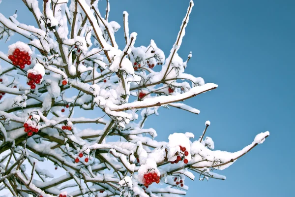 Piros bogyós gyümölcsök a viburnum a hó egy ág — Stock Fotó