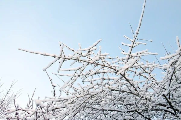 Gałąź drzewa w śniegu — Zdjęcie stockowe