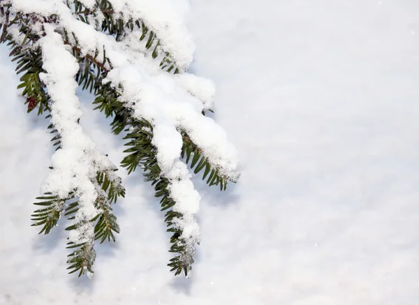Гілка дерева на снігу — стокове фото