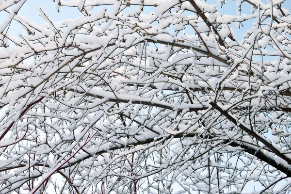 Ветка дерева в снегу — стоковое фото