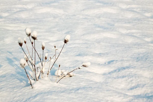 Кущ на снігу — стокове фото