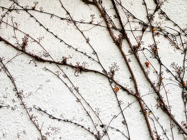 Una pared con tallos secos de plantas. Textura abstracta . — Foto de Stock