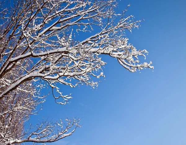 Κλαδί ενός δέντρου στο χιόνι — Φωτογραφία Αρχείου