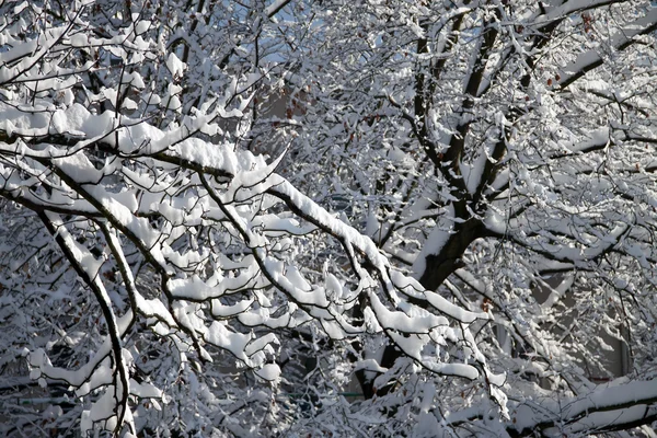 Cabang pohon di salju — Stok Foto