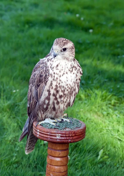 Stock image Falcon