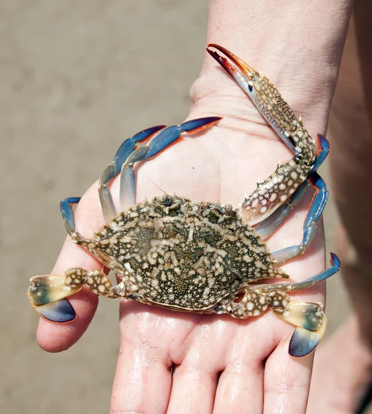 Marina krabba i handflatan — Stockfoto