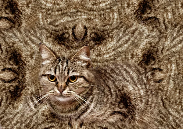 Abstrakti tausta kissan kanssa — kuvapankkivalokuva