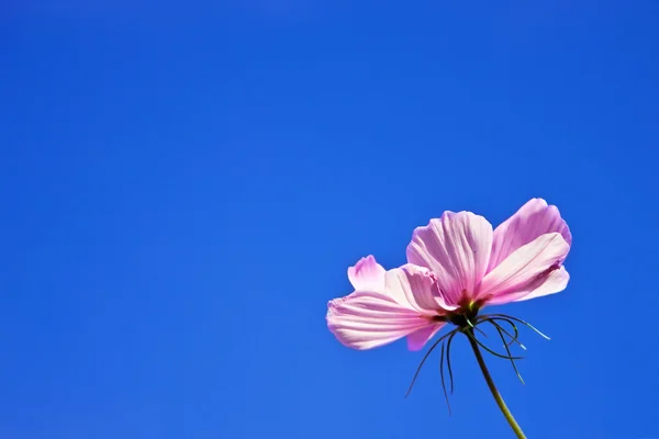 青い空を背景にピンクの花. — ストック写真