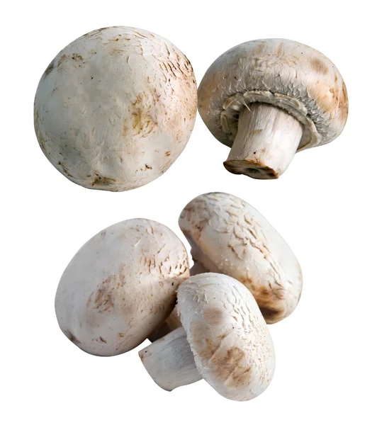 흰 배경에 고립된 버섯들 — 스톡 사진