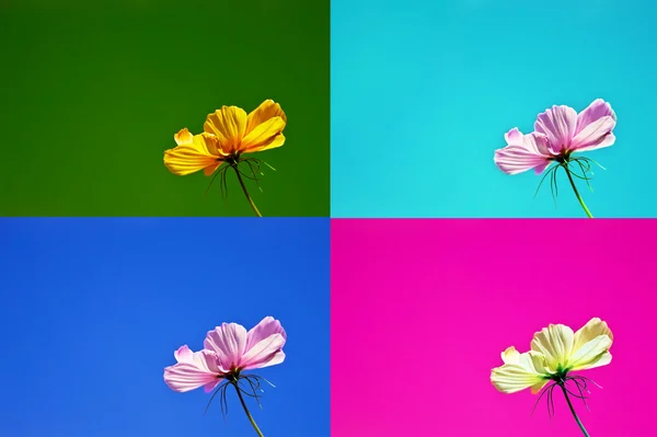 Pohlednice ve čtyřech různých barvách s křehkým květem. — Stock fotografie