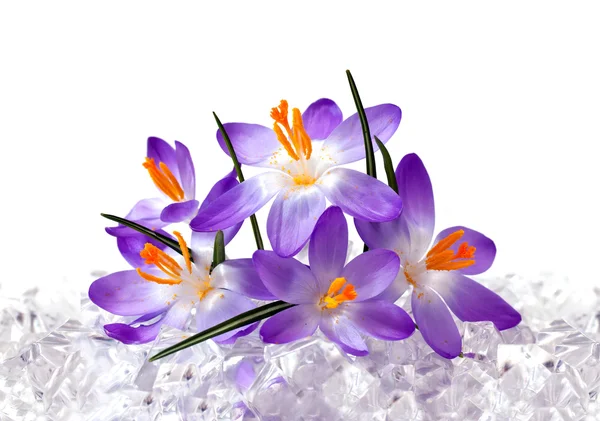 氷のクロッカスの花 — ストック写真