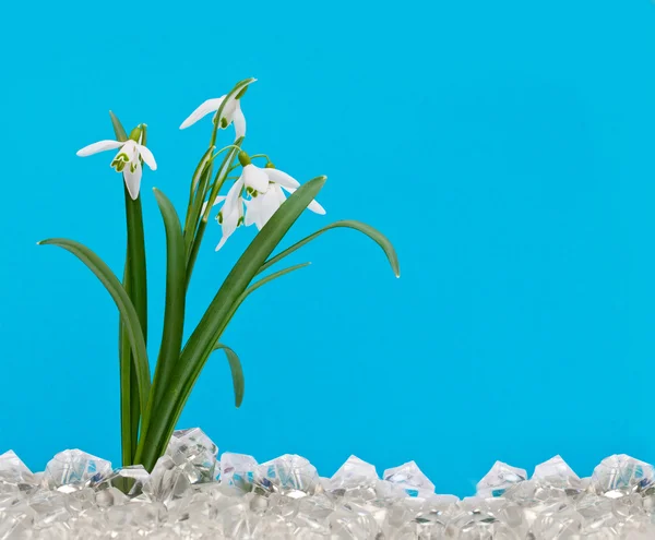 The first snowdrops in the ice on a blue background — Stock Photo, Image