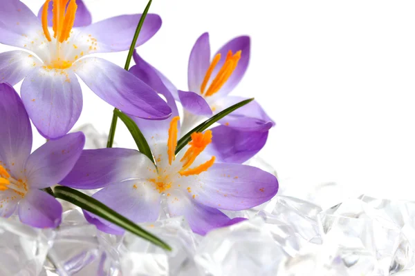 Crocus virágok jég — Stock Fotó