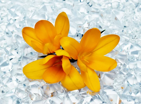 Buz bitkisi çiçeği. — Stok fotoğraf