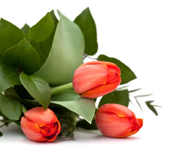 Ramo de tulipanes sobre un fondo blanco —  Fotos de Stock