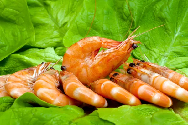 Crevettes fraîches sur feuille de laitue — Photo