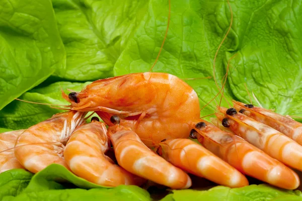 Crevettes fraîches sur feuille de laitue — Photo