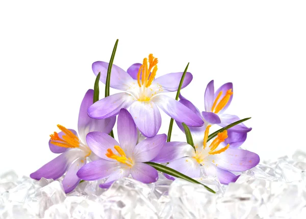 Crocus flowers in ice — Stock Photo, Image