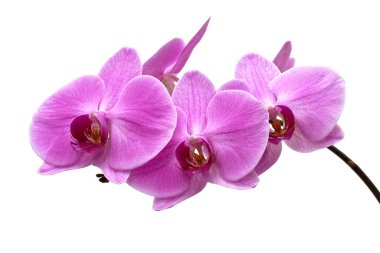 Pink orchid on a white background clipart