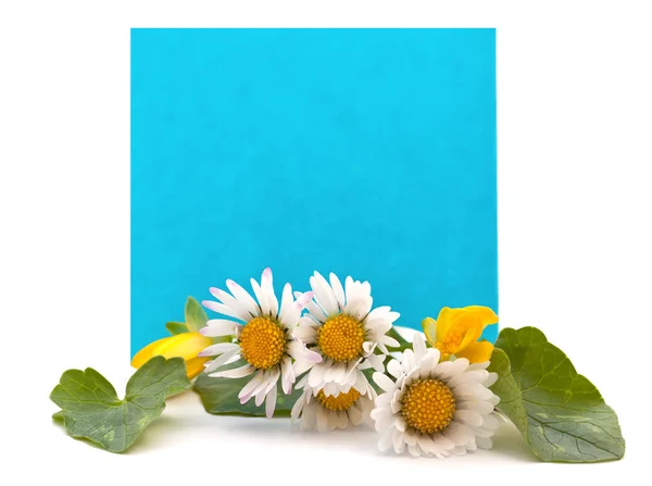 Taze çiçek bir buket ile metin için mavi alan — Stok fotoğraf