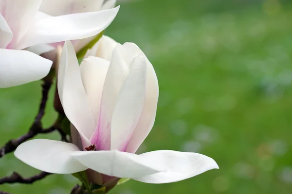 Kwiaty drzewa magnolii — Zdjęcie stockowe
