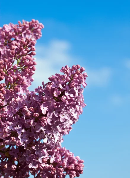 Šeříkové květy proti modré obloze — Stock fotografie