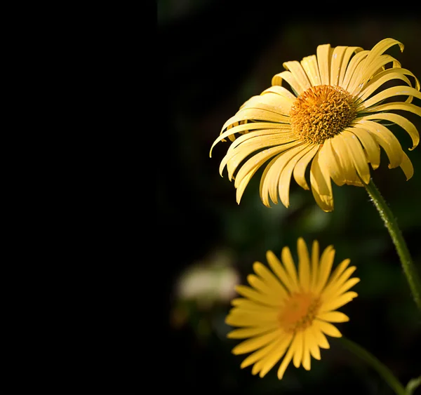 Flores amarillas en primer plano sobre un fondo negro — Foto de Stock