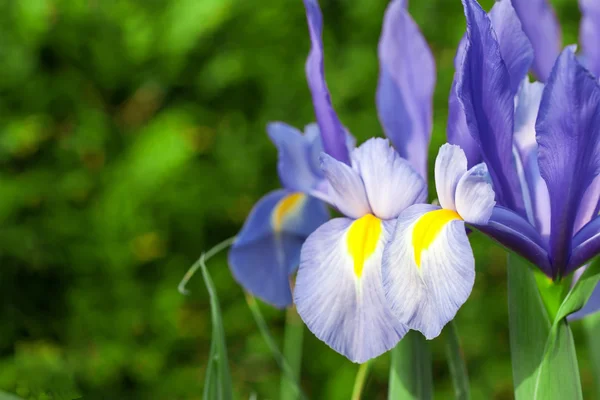 Irises on a green grunge background — Stock Photo, Image
