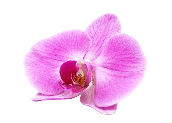 Orquídea rosa sobre un fondo blanco — Foto de Stock