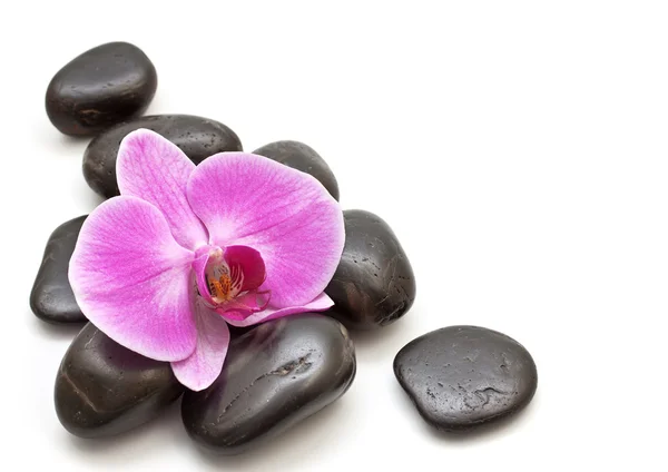 Beyaz zemin üzerinde pembe orkide ve zen taşlar — Stok fotoğraf