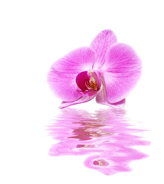 Rosa Orchidee im Wasser — Stockfoto