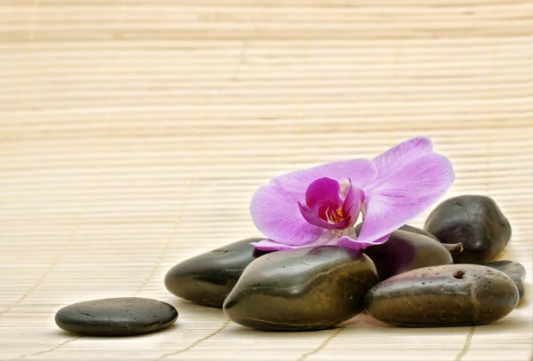 Roze orchid en zen stenen — Stockfoto
